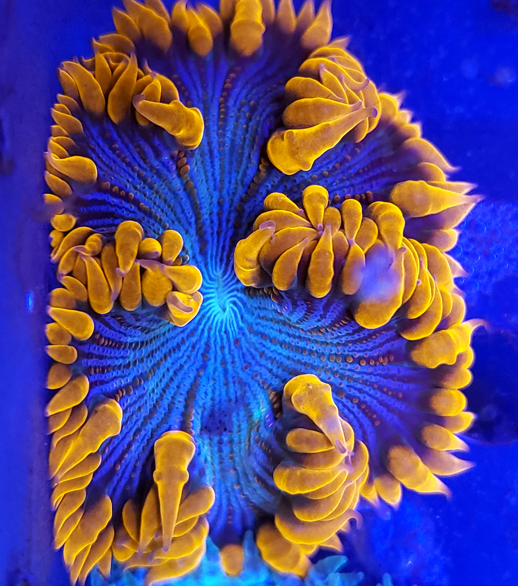 Ultra Red / Blue Zebra Flower Anemone