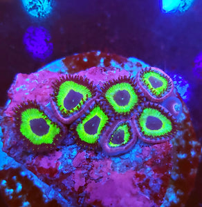 Meen Green Zoas