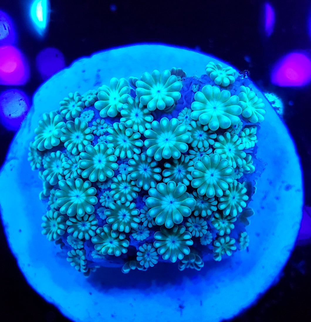 Neon Alveopora