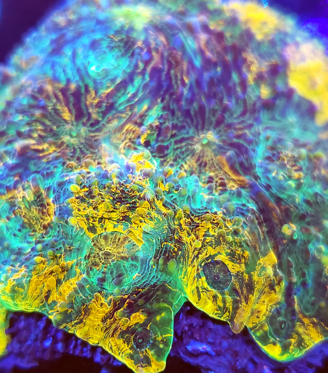 Rainbow Renegade Echinata Frag