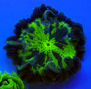 Splatter Green Flower Anemone