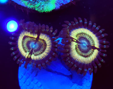 Petroglyph Zoas