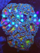 Fruit Loop Acan Frag