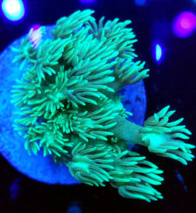 Neon Gonipora