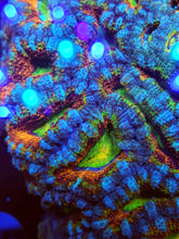Fruit Loop Acan Frag