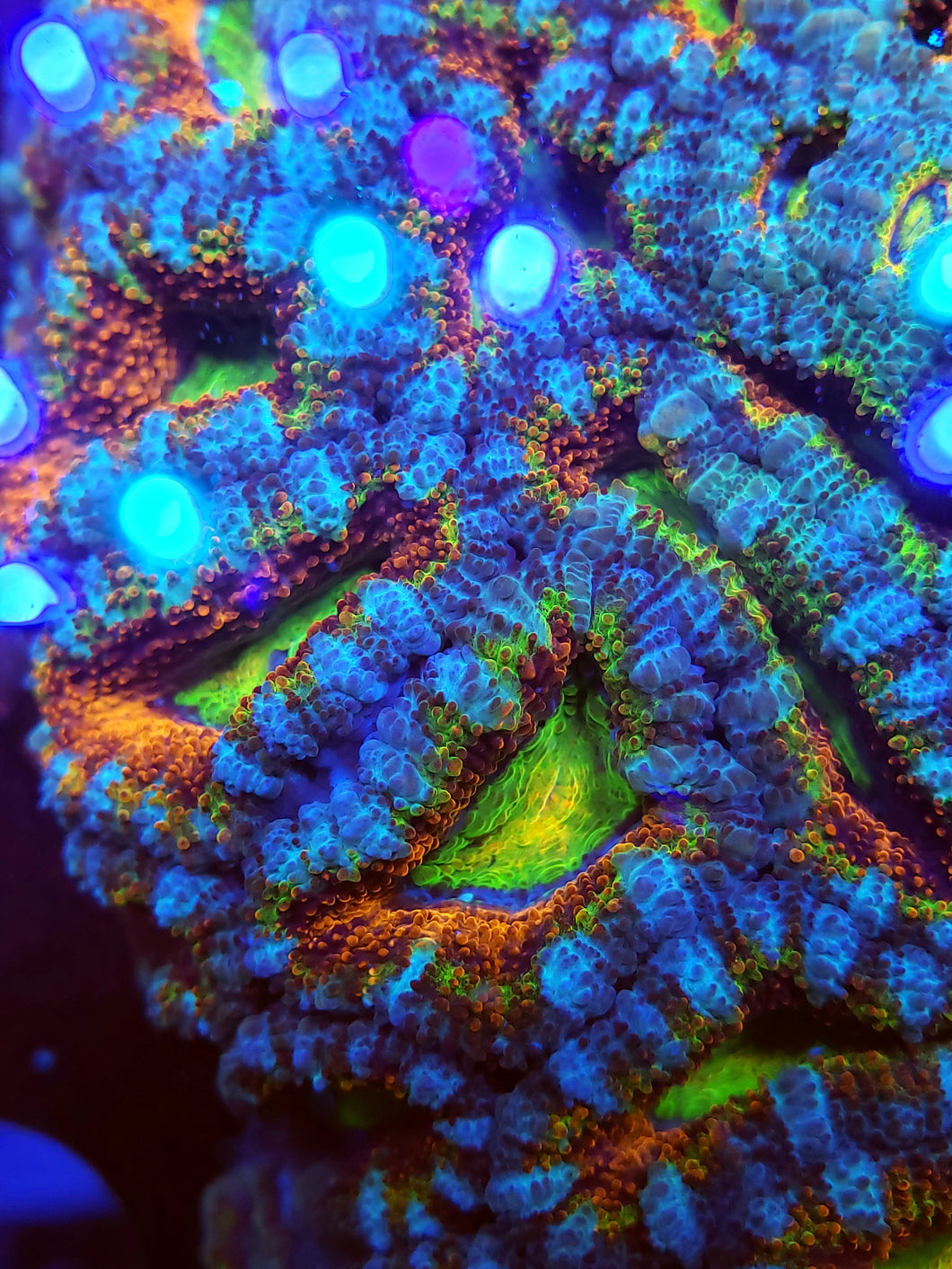 Fruit Loop Acan Frag