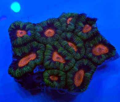 Pink Center Teal Acan Disk