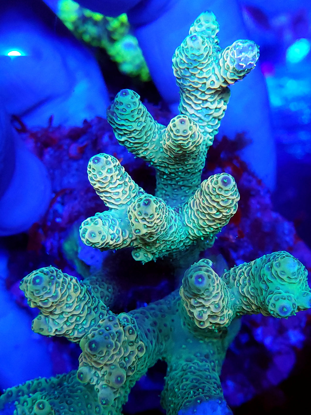 Rainbow Mille frag