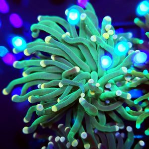 Pink Tip Green Torch