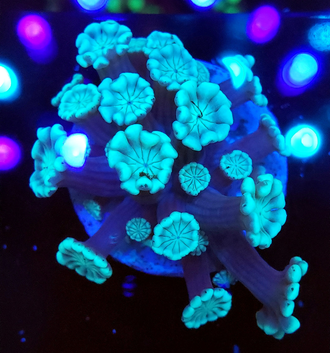 Neon Alveopora