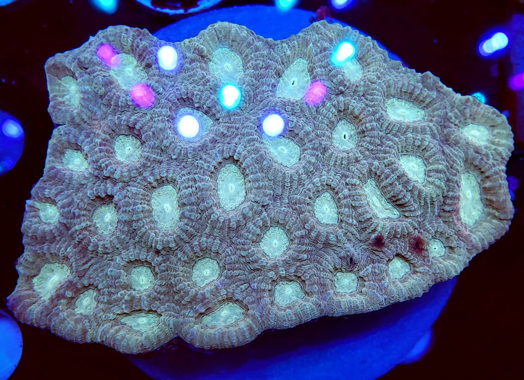 Neon Favia Colony