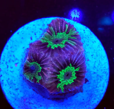 Pink Fusion Favites