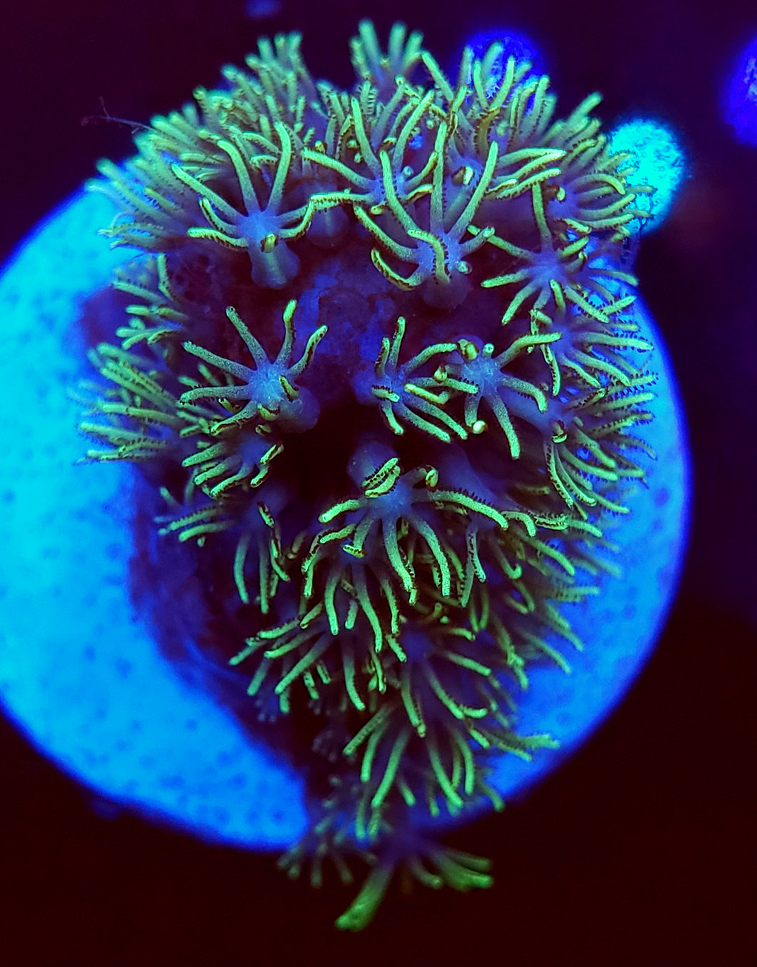 Green Star Polyps Frag