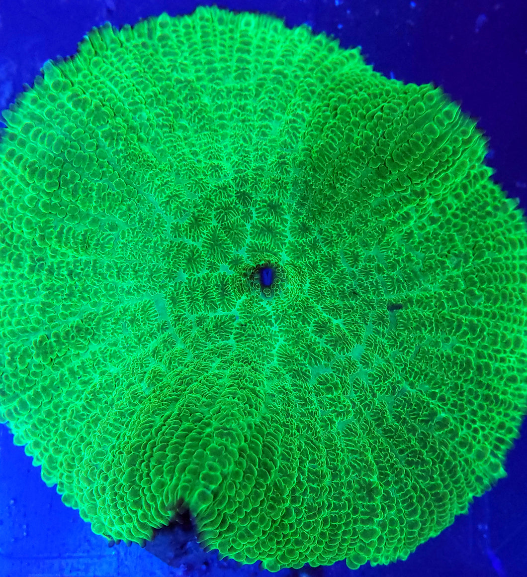 XL Ultra Green Rhodactis Mushroom