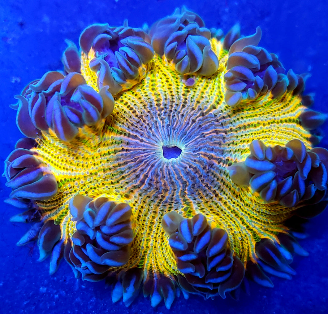 Golden Zebra Flower Anemone