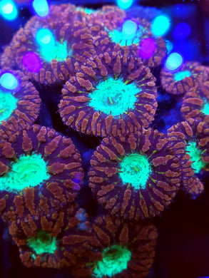 Pink & Teal Center Blasto frag