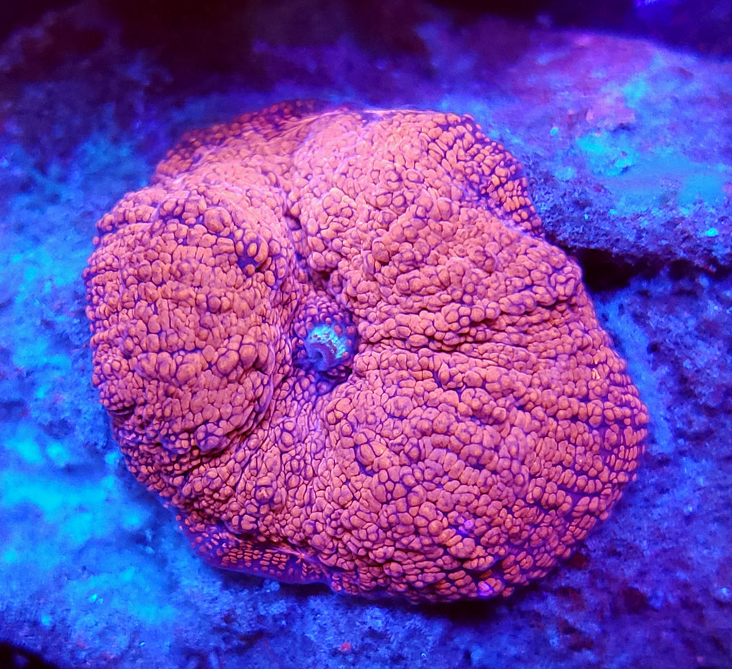 Ultra Red Interstellar Mushroom