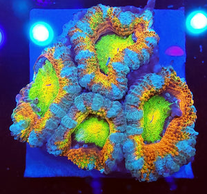 Fruit Loop Acans