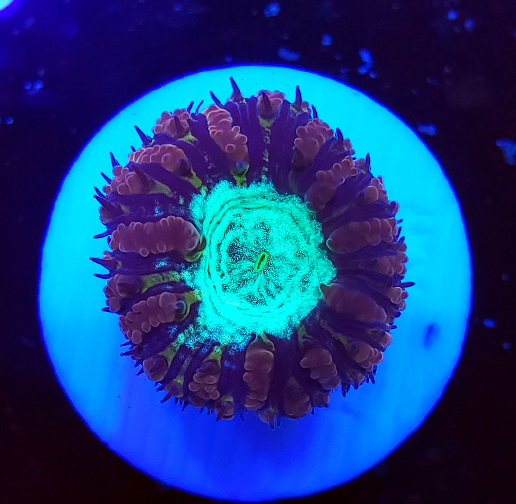 Pink Blasto