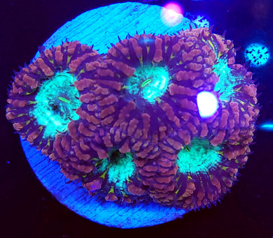 Pink Blasto Cluster