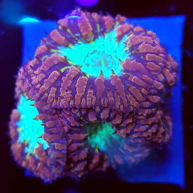 Pink Blasto Cluster