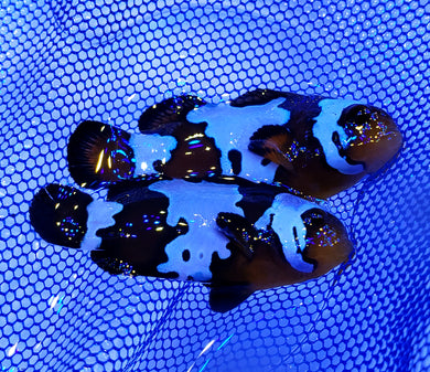 Phantom Clownfish Pair