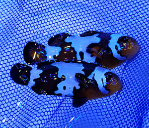 Phantom Clownfish Pair