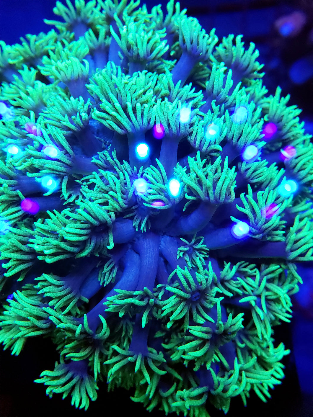 Purple Stalk Neon Green Gonipora frag
