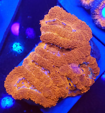 Alpha Omega Acans