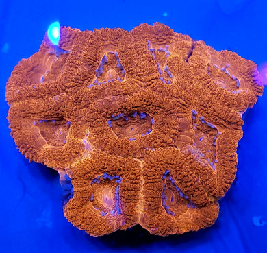 Alphaa Omega Acan Disk