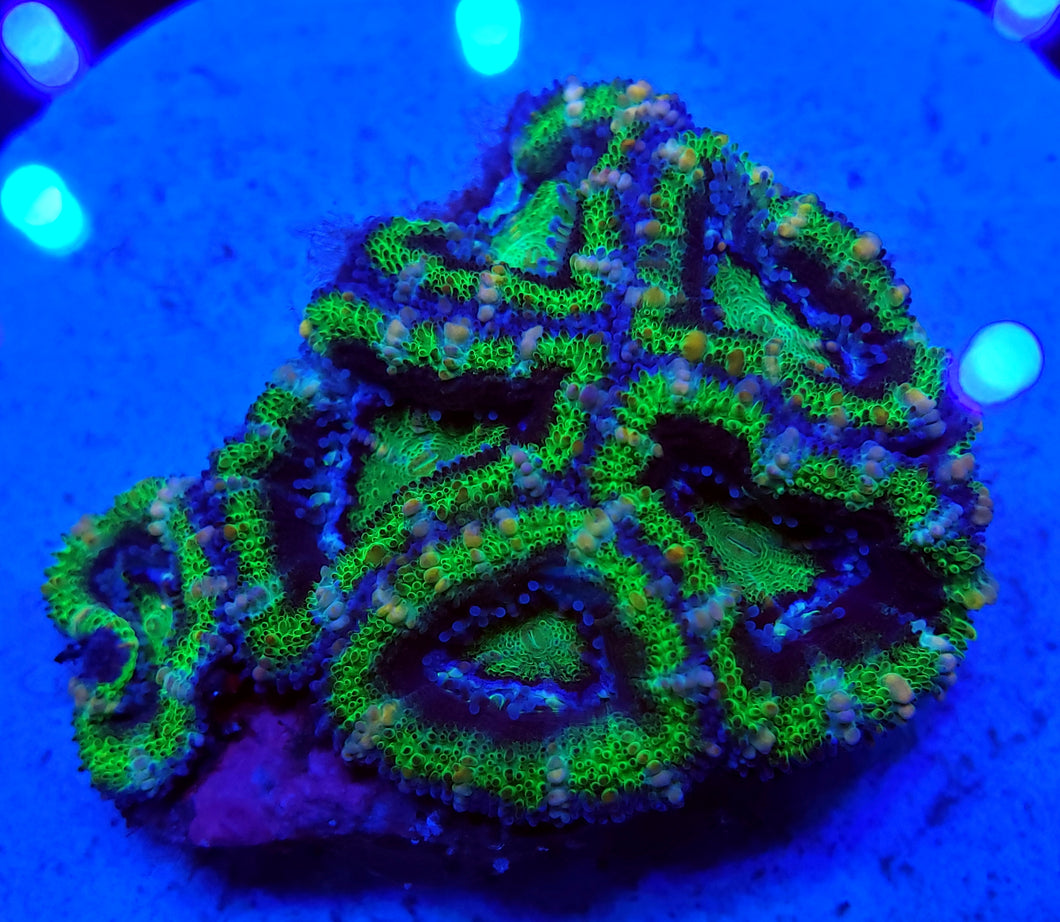 UFO Acan Disk