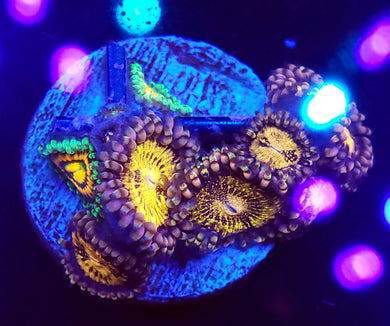 Rainbow Incinerator + Sakura Zoa Combo