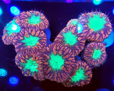 Pink & Teal Blasto frag