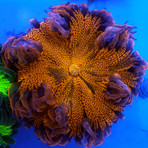 Ultra Red Tie-Dye Streak Flower Anemone