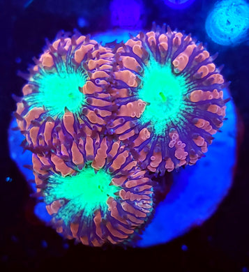 Pink & Teal Blasto Trio