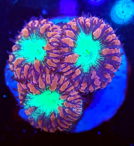 Pink & Teal Blasto Trio