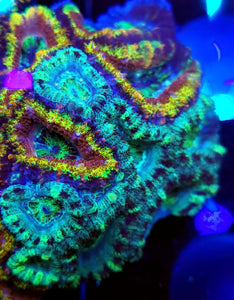 Grafted Ultra Acan Chunk