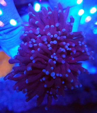 Pink Tip Purple Torch/ Frogspawn Hybrid