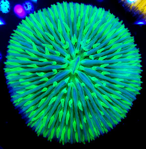 Ultra Green Plate Coral