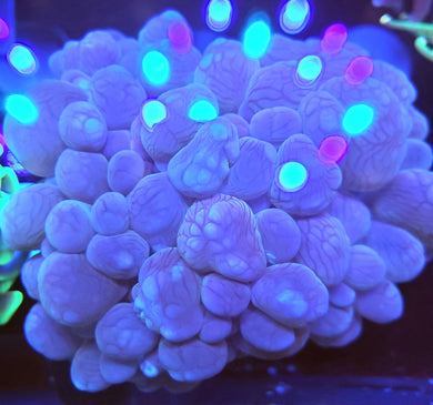 Pink Bubble Coral