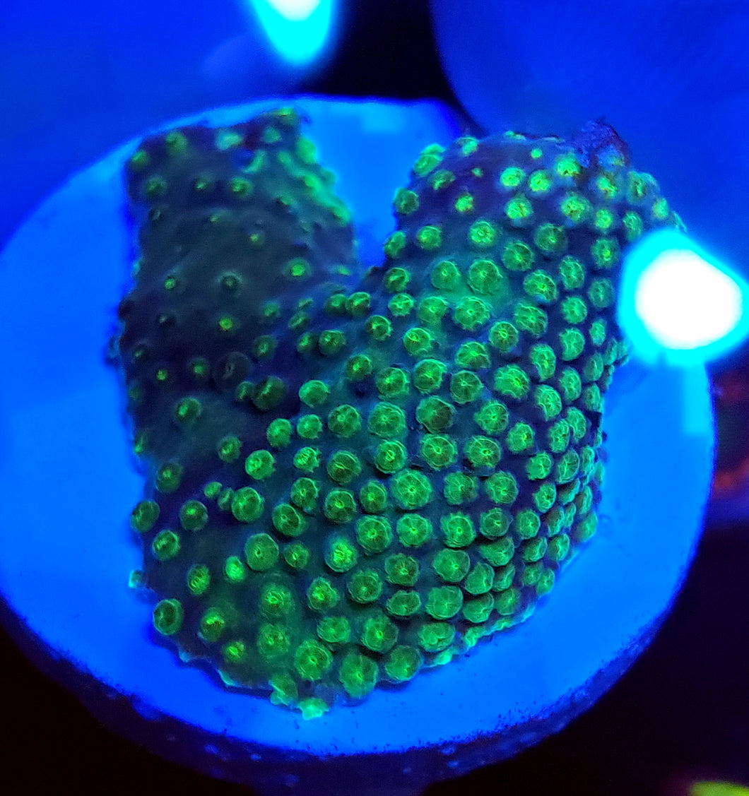 Ultra Green Porites