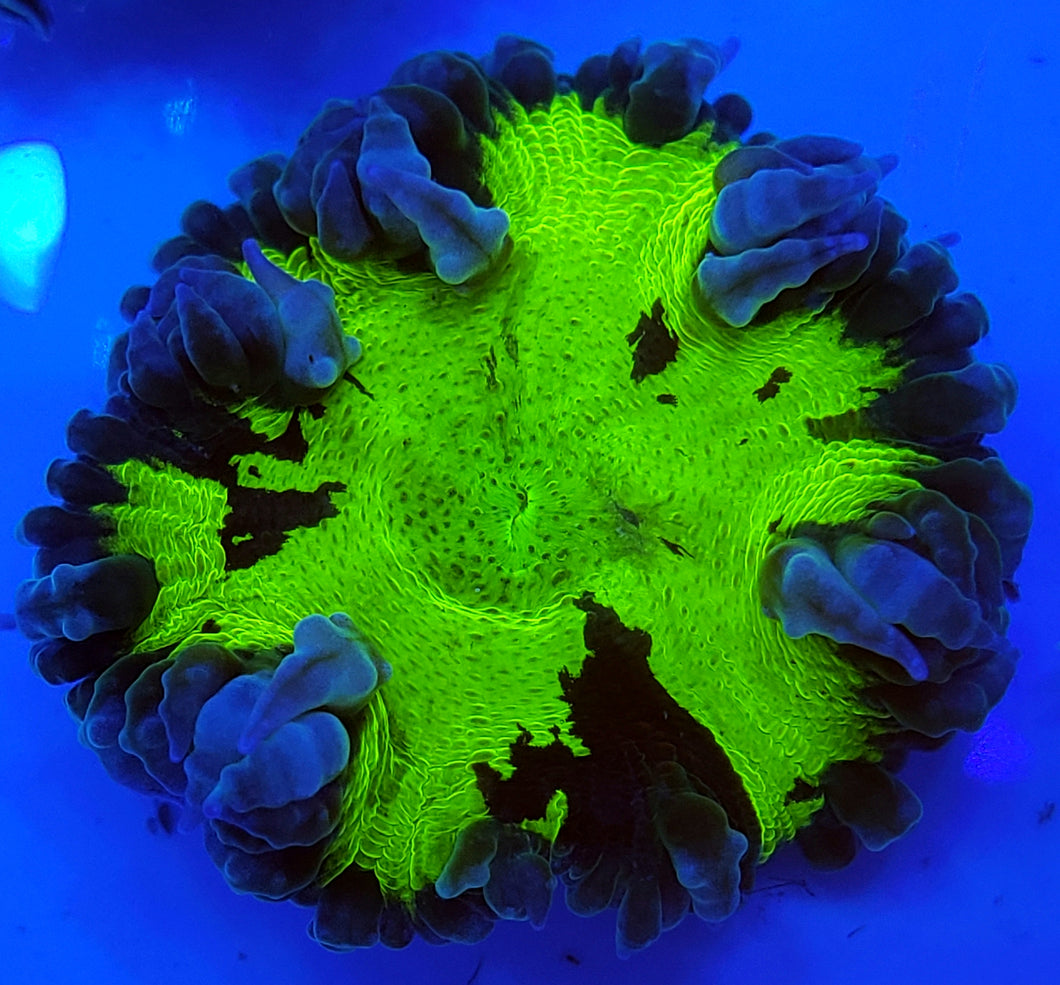 Ultra Green Tie-Dye Flower Anemone