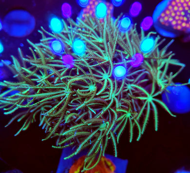 Pipe Organ Coral