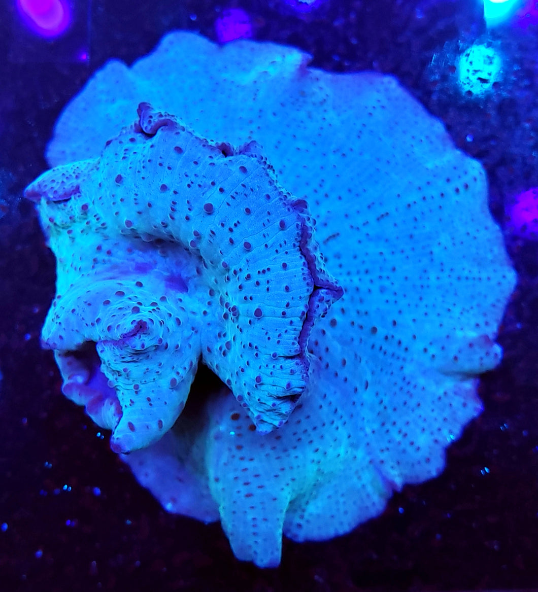 XL Blue Bubbly Discoma Mushroom