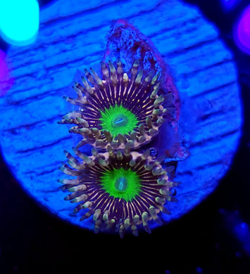 Pink Hippo Zoas