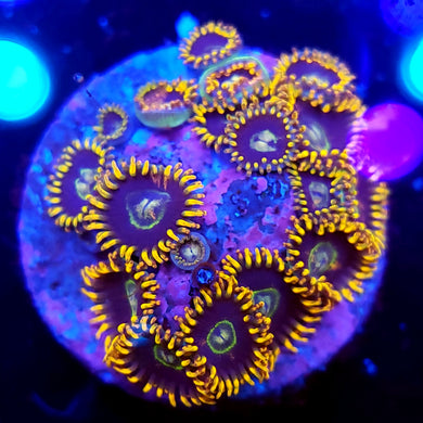 Rainbow Hornet Zoa frag