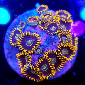 Rainbow Hornet Zoa frag
