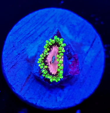 Pink Diamond Zoa