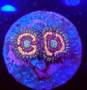 Pink Zipper Zoas