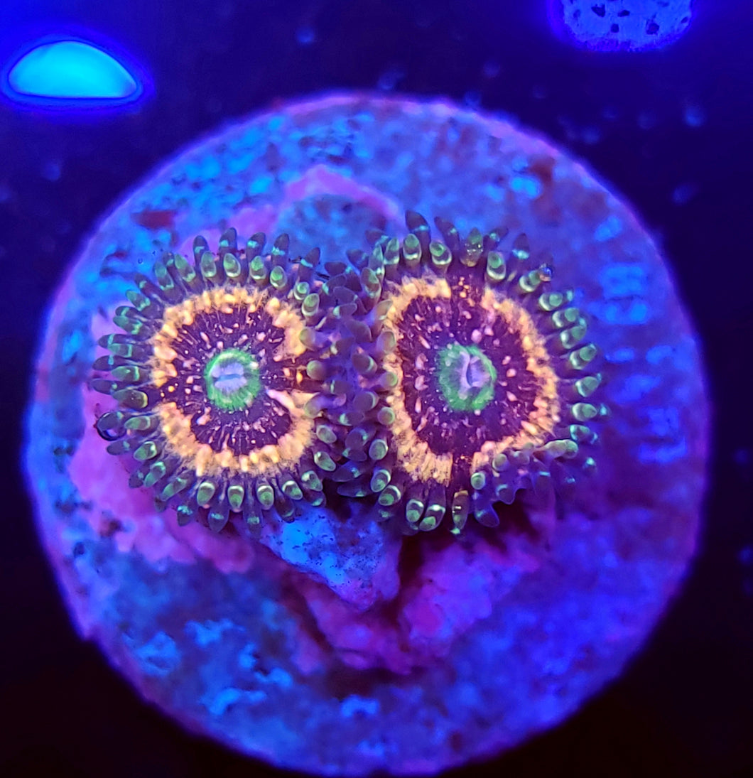 Pink Zipper Zoas